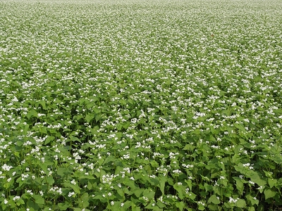 2009秩父蕎麦の花.jpg