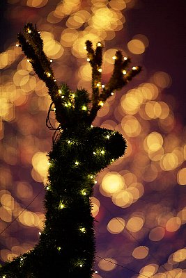 クリスマス_鹿_イルミ.jpg