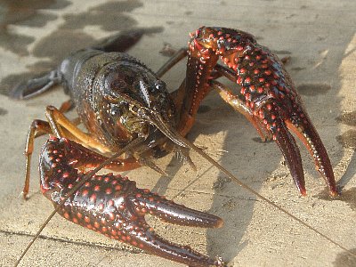 ザリガニ釣り 鶴ヶ島市 バイク便 埼玉県南西地区 東京多摩地区より緊急配送 Blog版